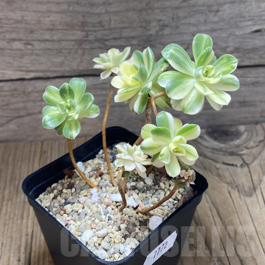 SH7772 Aeonium castello-paivae f. variegata - Image 2