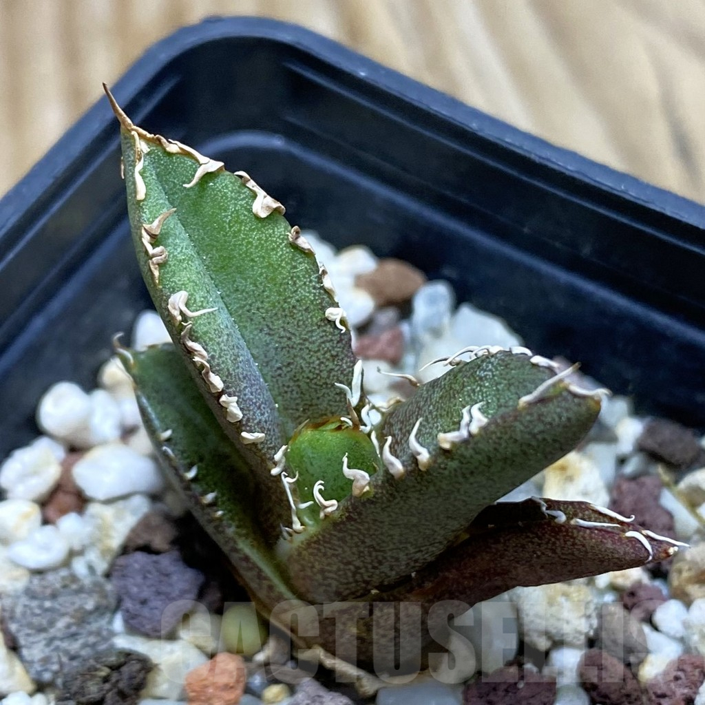 SH7776 Agave titanota ‘Sierra Mixteca’