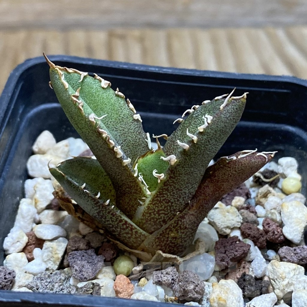 SH7776 Agave titanota ‘Sierra Mixteca’ - immagine 2