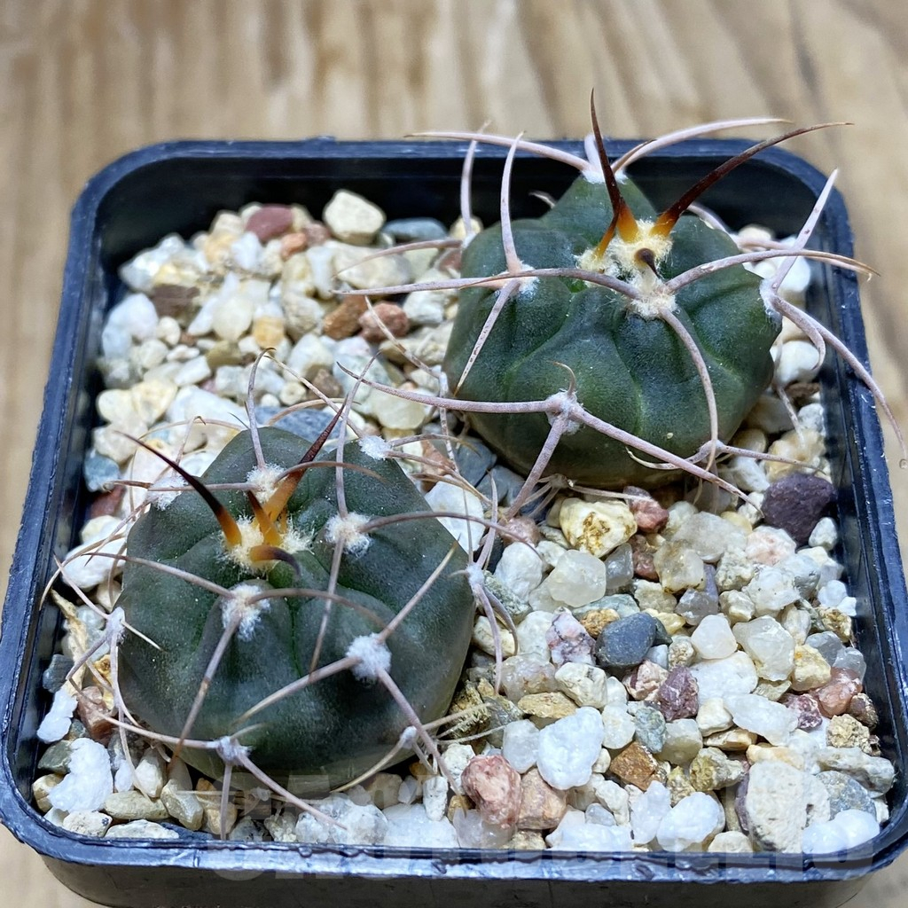 SH7749 Gymnocalycium tillianum VG 643, 2 plants