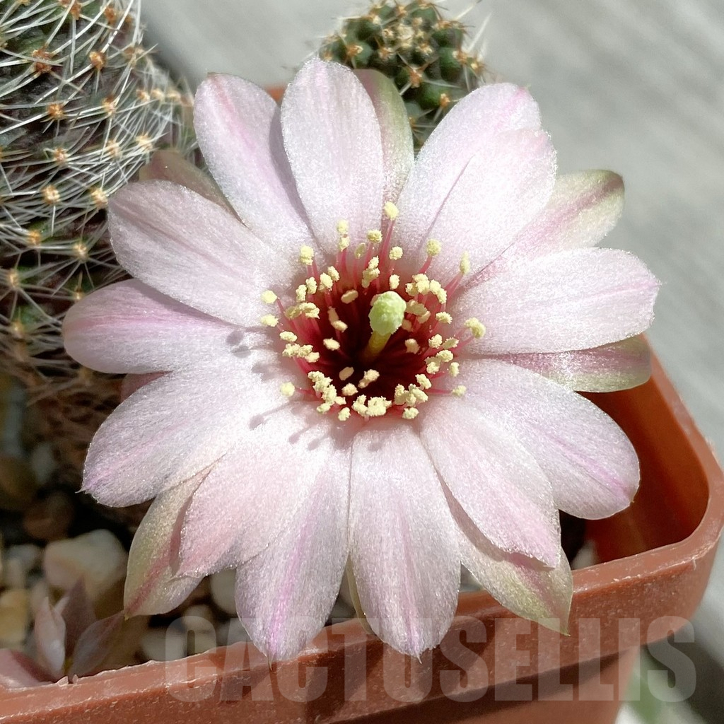 SH7875 Mediolobivia pygmaea 'haagei' v. canacruzensis SR 642