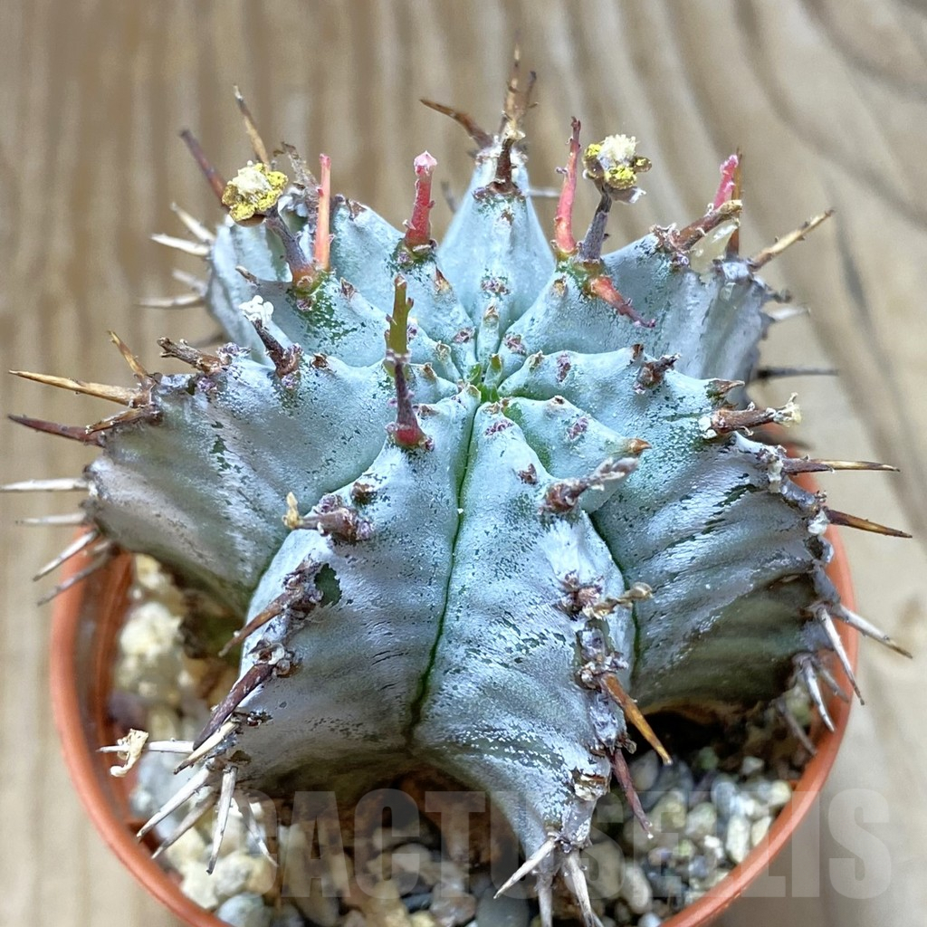 SH7914 Euphorbia horrida 'Alba'
