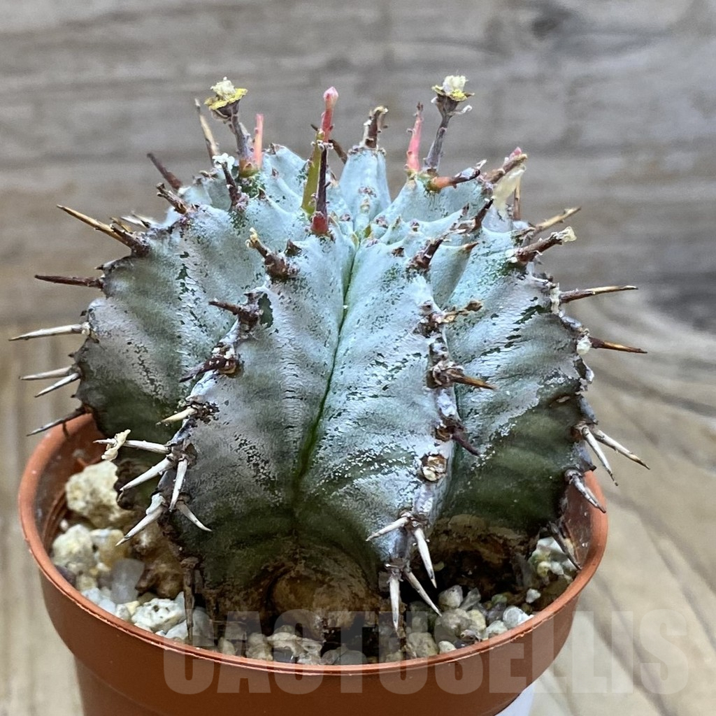 SH7914 Euphorbia horrida 'Alba' – Bild 2