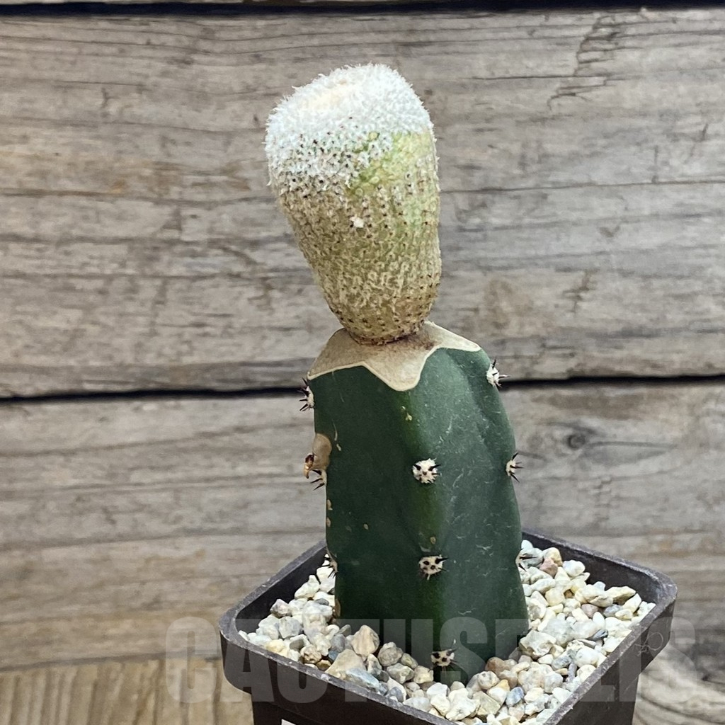 SH7916 Yavia cryptocarpa clon 2, grafted - Image 2