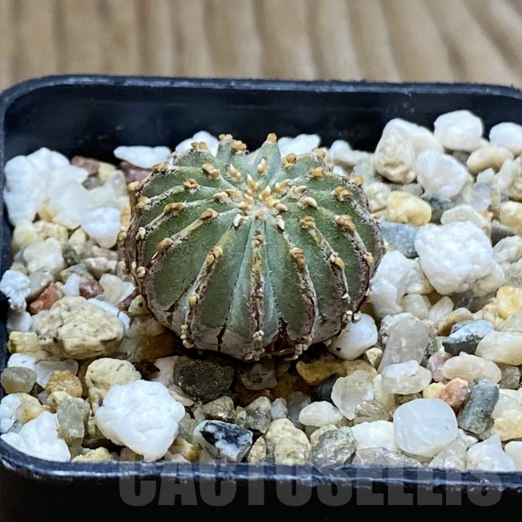 SH7917 Geohintonia neomexicana, seedling - 画像 (2)