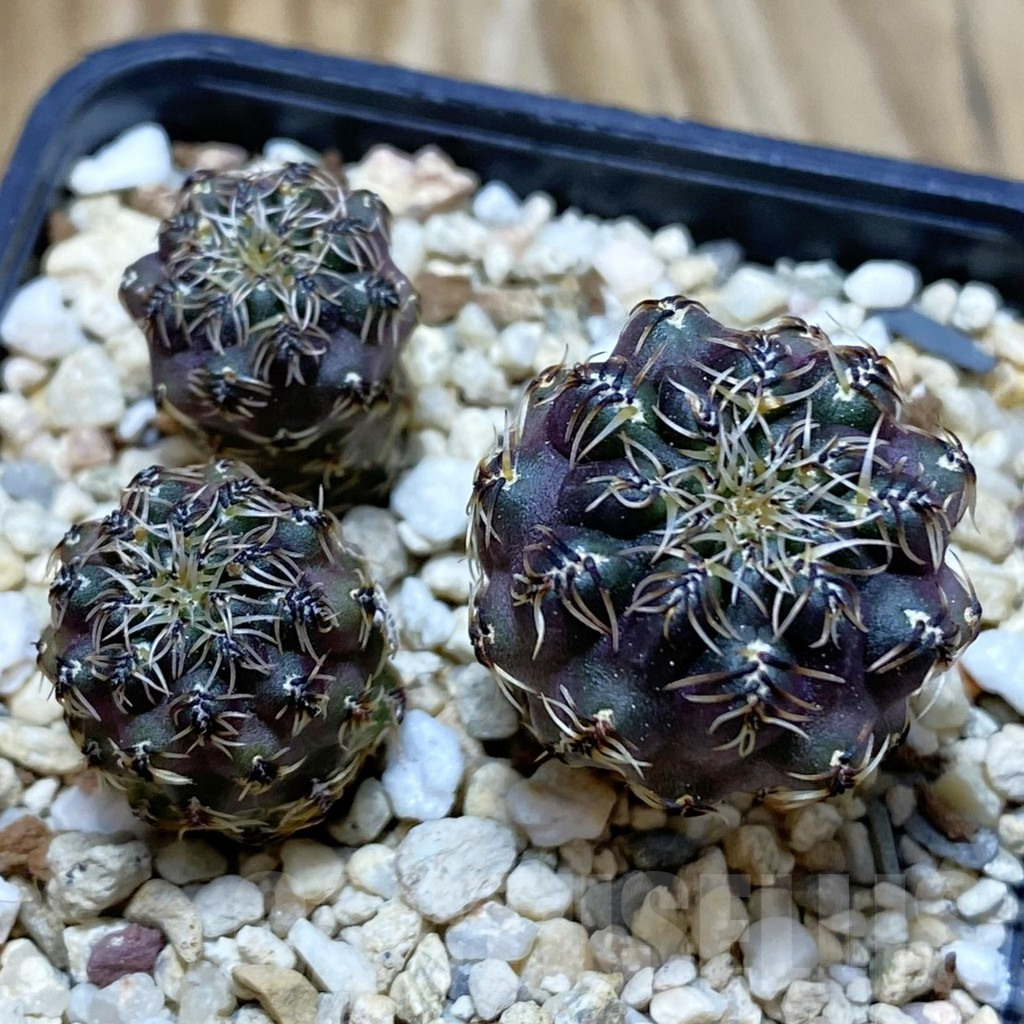 SH7919 Sulcorebutia tarabucoensis, 3 plants