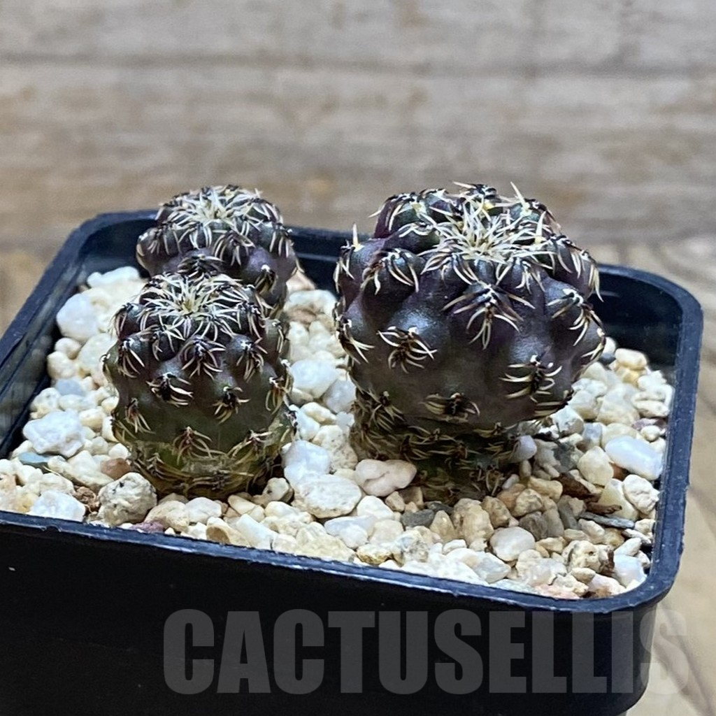 SH7919 Sulcorebutia tarabucoensis, 3 plants - Image 2