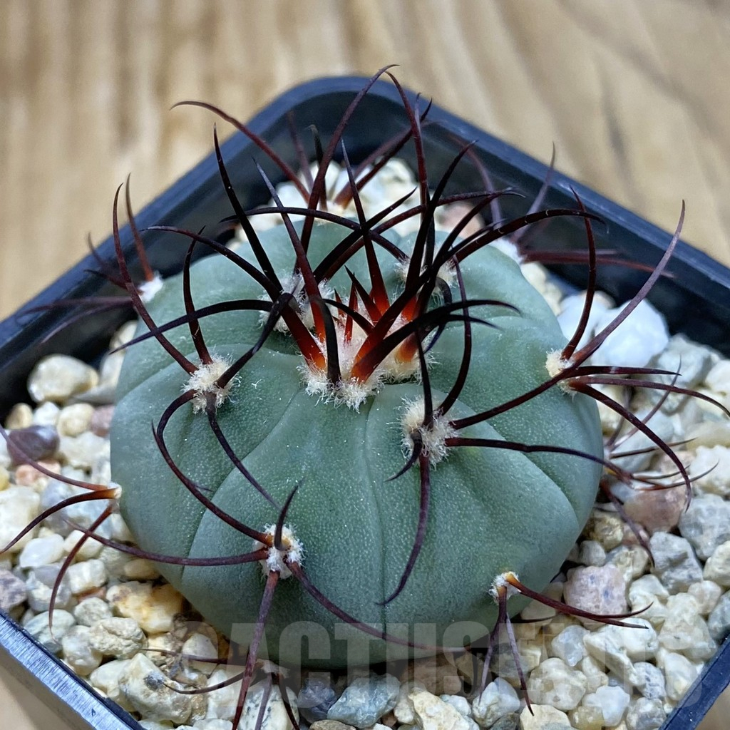 SH7920 Gymnocalycium cabreraense VOS 2122