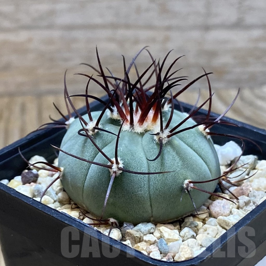 SH7920 Gymnocalycium cabreraense VOS 2122 - Image 2
