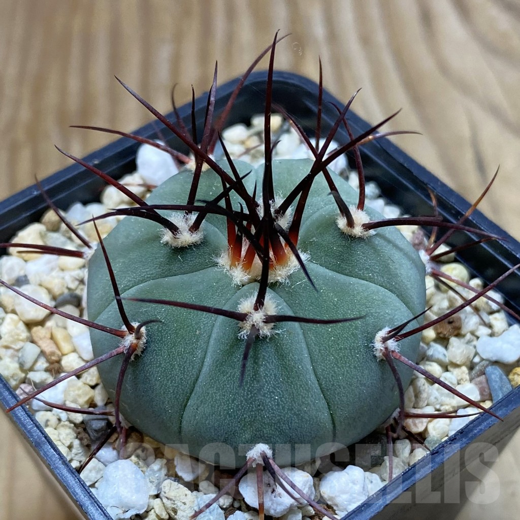 SH7921 Gymnocalycium cabreraense VOS 2122