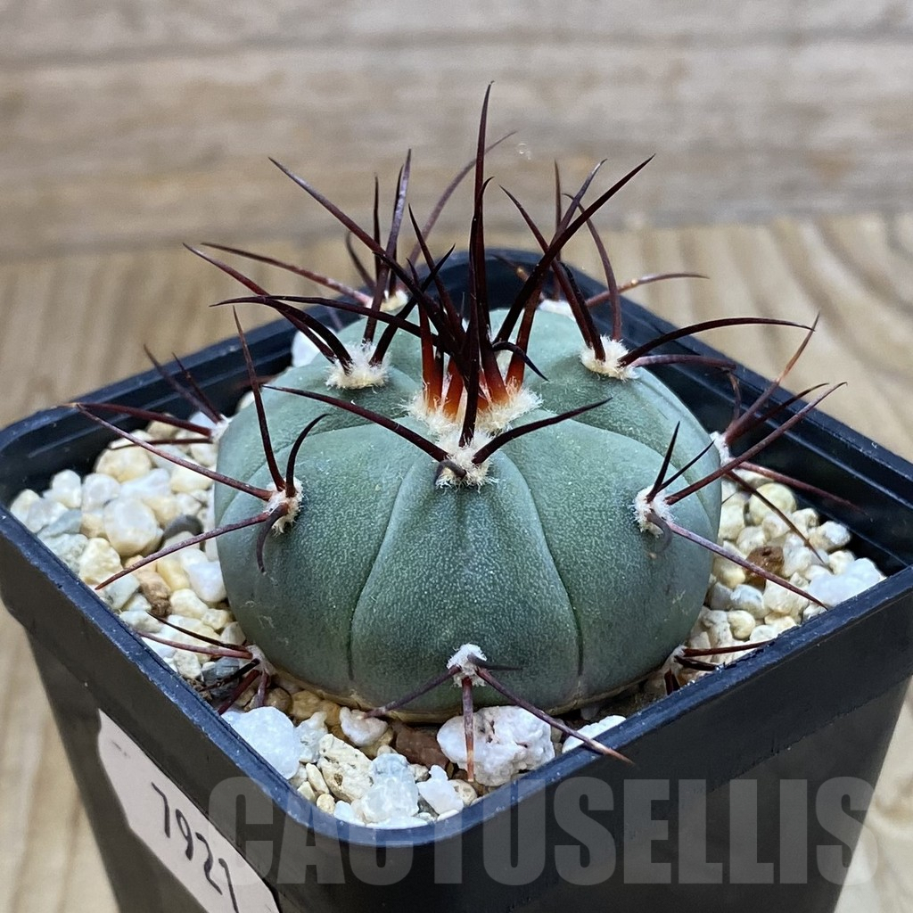 SH7921 Gymnocalycium cabreraense VOS 2122 - Imagen 2