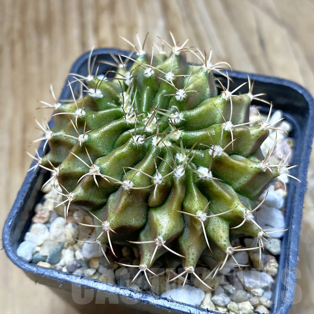 SH7924 Gymnocalycium mihanovichii f. cristata