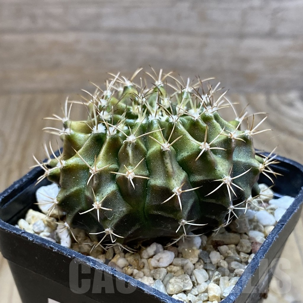 SH7924 Gymnocalycium mihanovichii f. cristata - Image 2