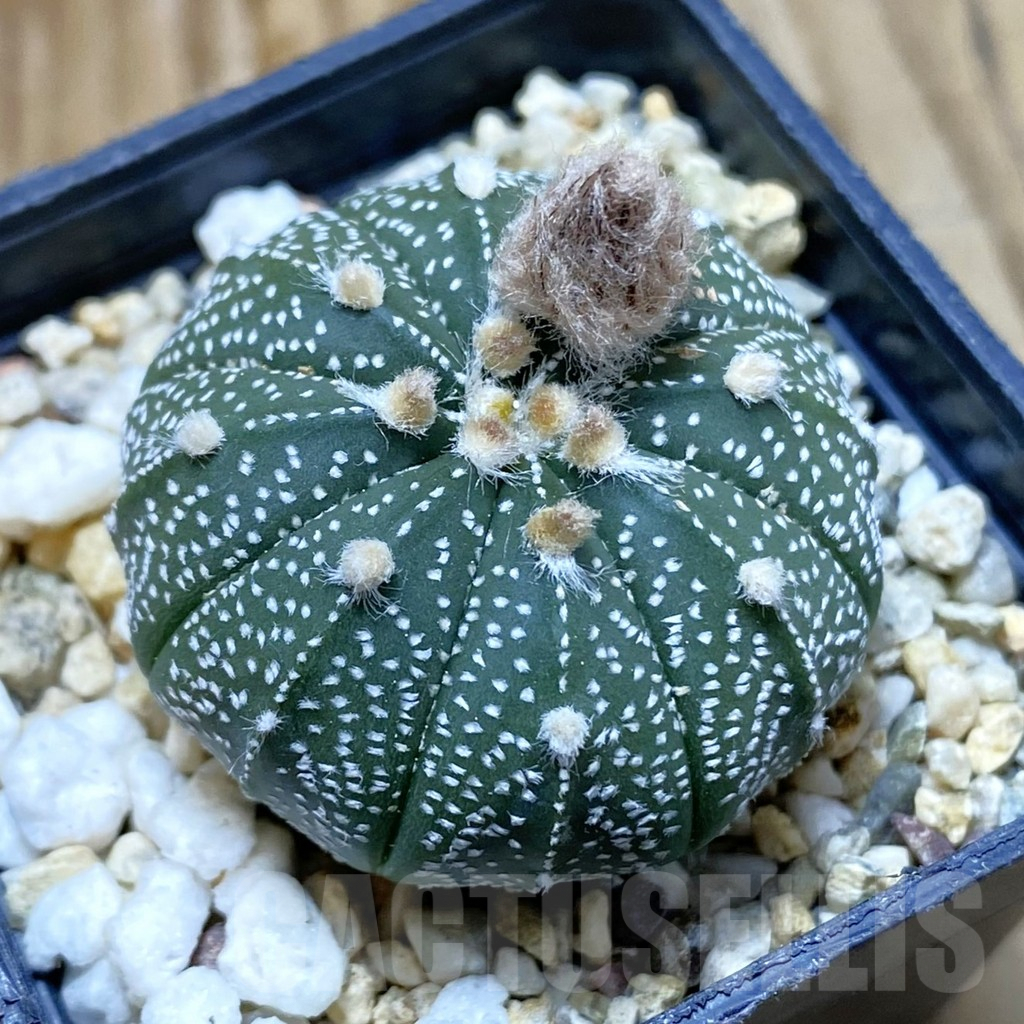SH7925 Astrophytum asterias hybrid