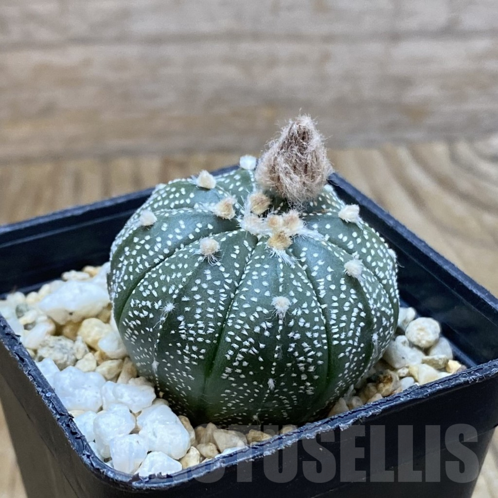 SH7925 Astrophytum asterias hybrid - Image 2