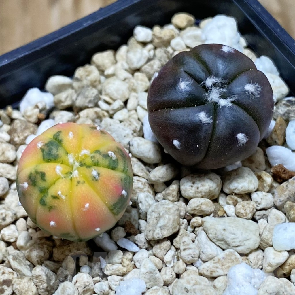 SH7926 Astrophytum asterias mix 2 plants, seedling