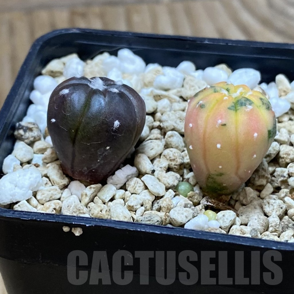 SH7926 Astrophytum asterias mix 2 plants, seedling - Obrázek 2