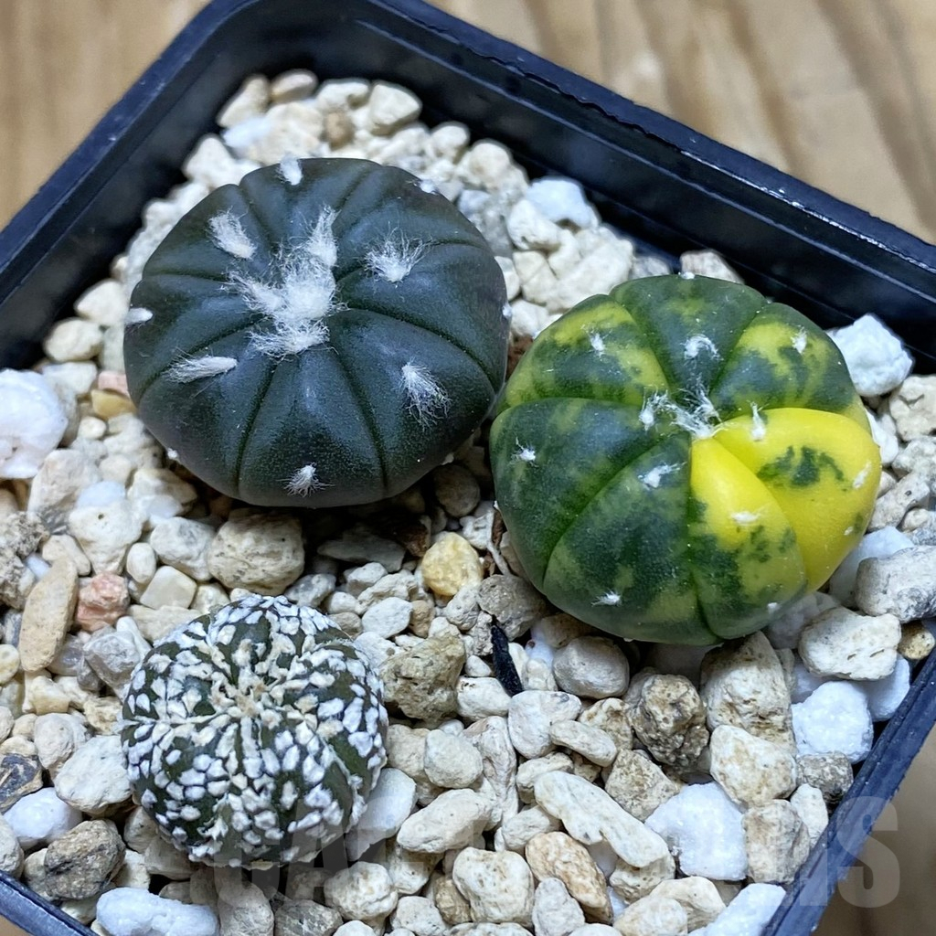 SH7927 Astrophytum asterias mix 3 plants, seedling