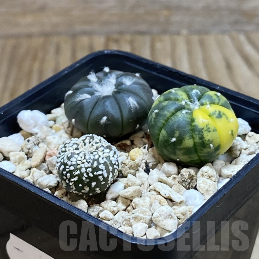 SH7927 Astrophytum asterias mix 3 plants, seedling - Зображення 2