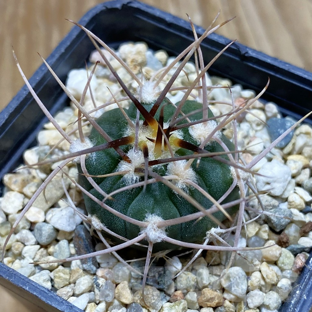 SH7928 Gymnocalycium mazanense v. polycephalum P 223