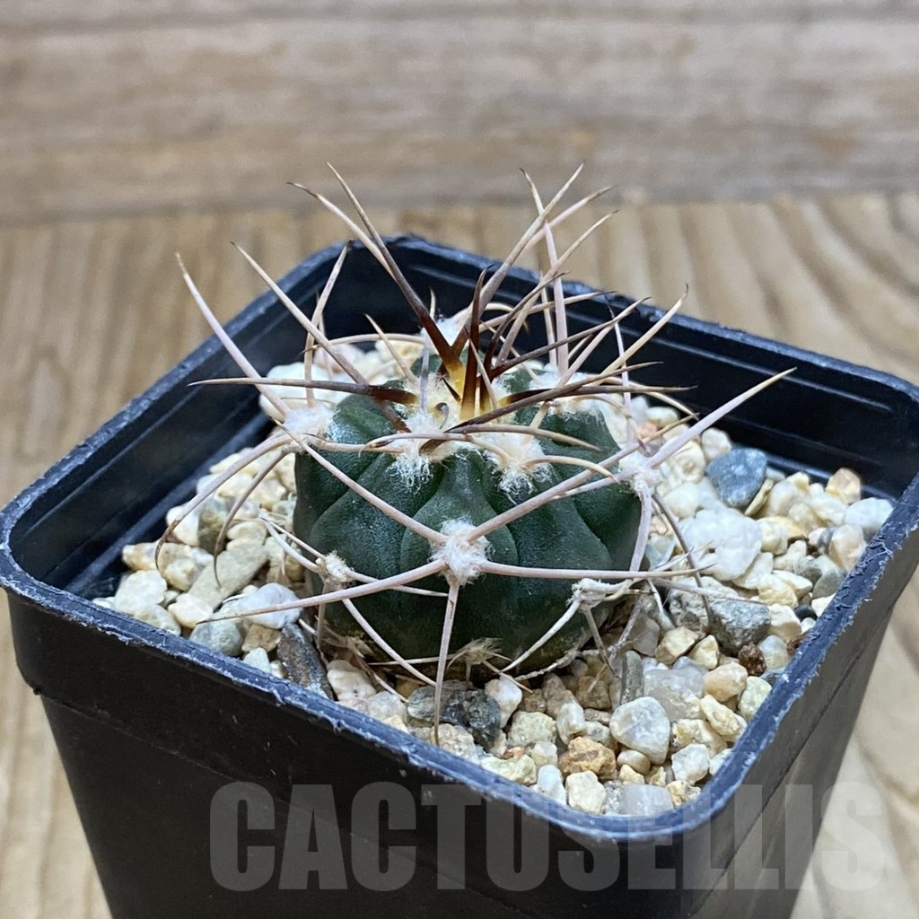 SH7928 Gymnocalycium mazanense v. polycephalum P 223 - Зображення 2