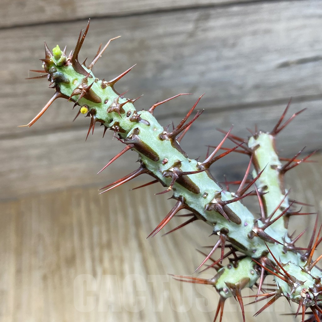 SH7934 Euphorbia aeruginosa v. major