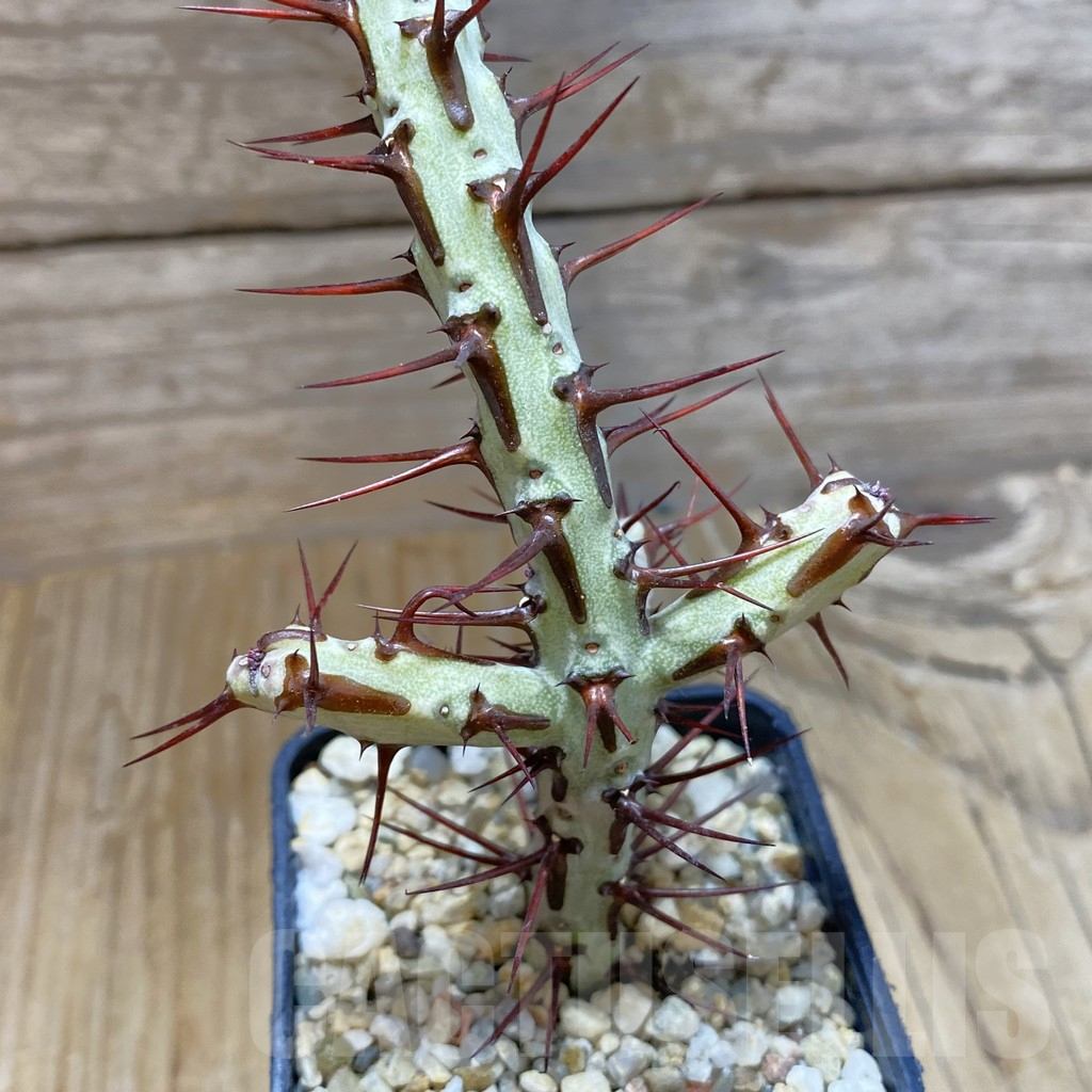 SH7934 Euphorbia aeruginosa v. major - Image 2