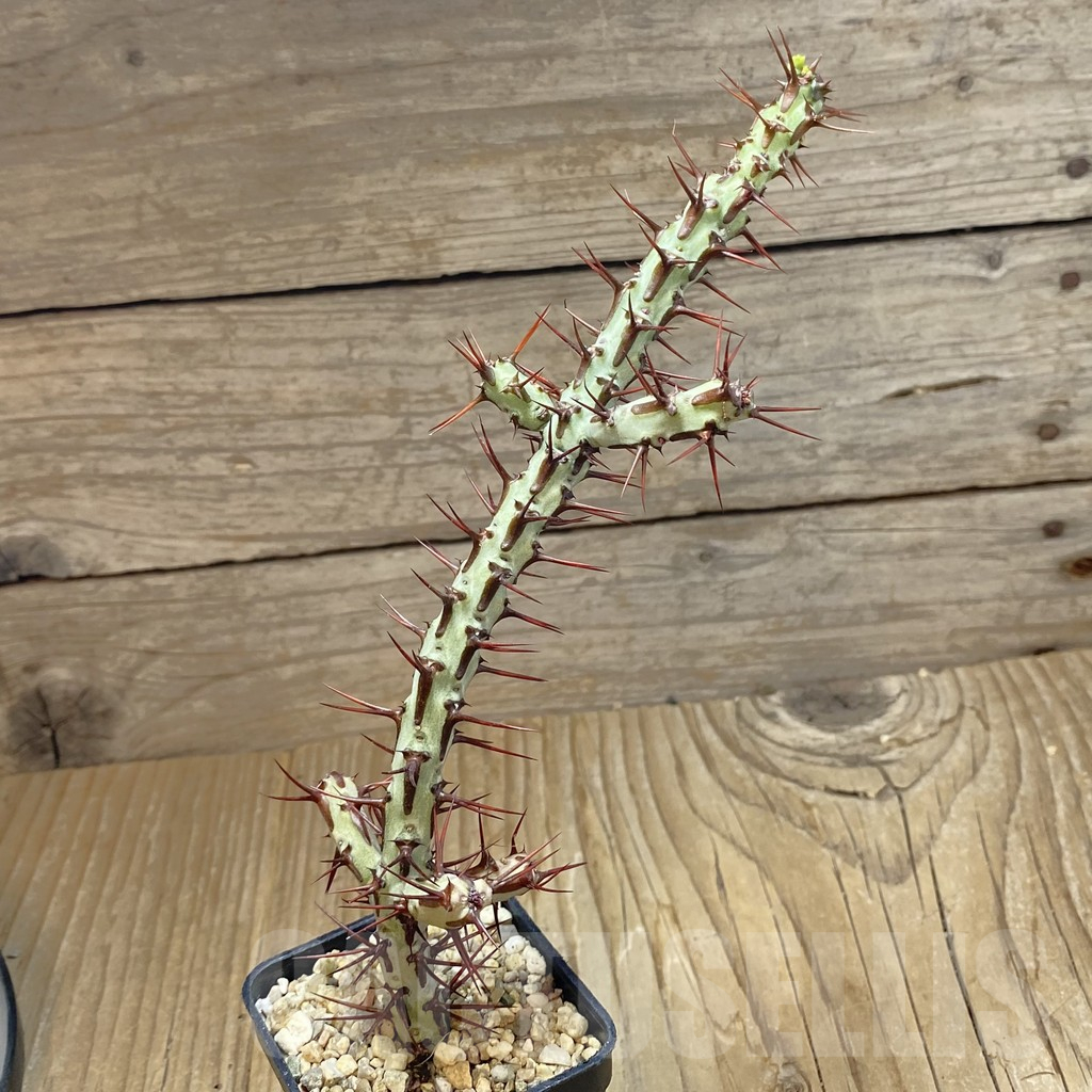 SH7934 Euphorbia aeruginosa v. major - Image 3