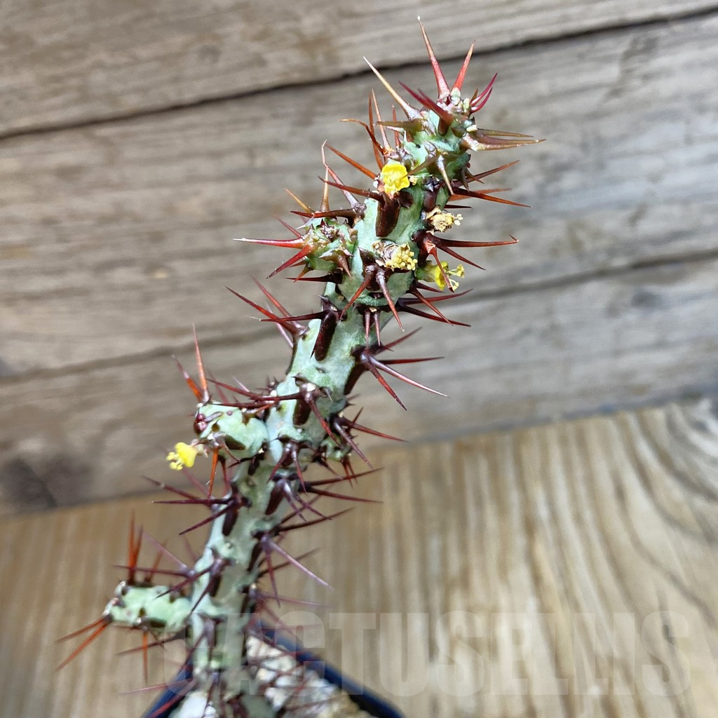 SH7935 Euphorbia aeruginosa v. major