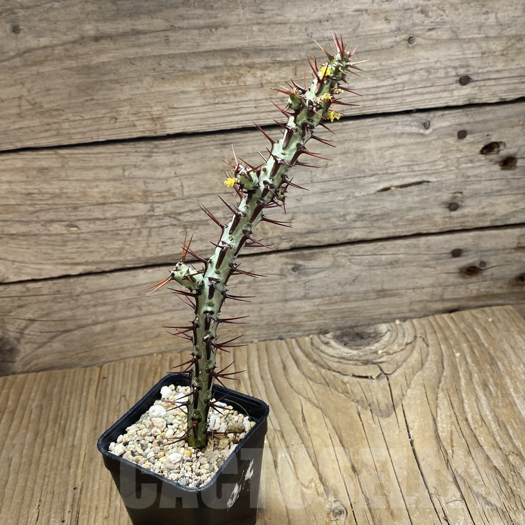 SH7935 Euphorbia aeruginosa v. major - Image 2