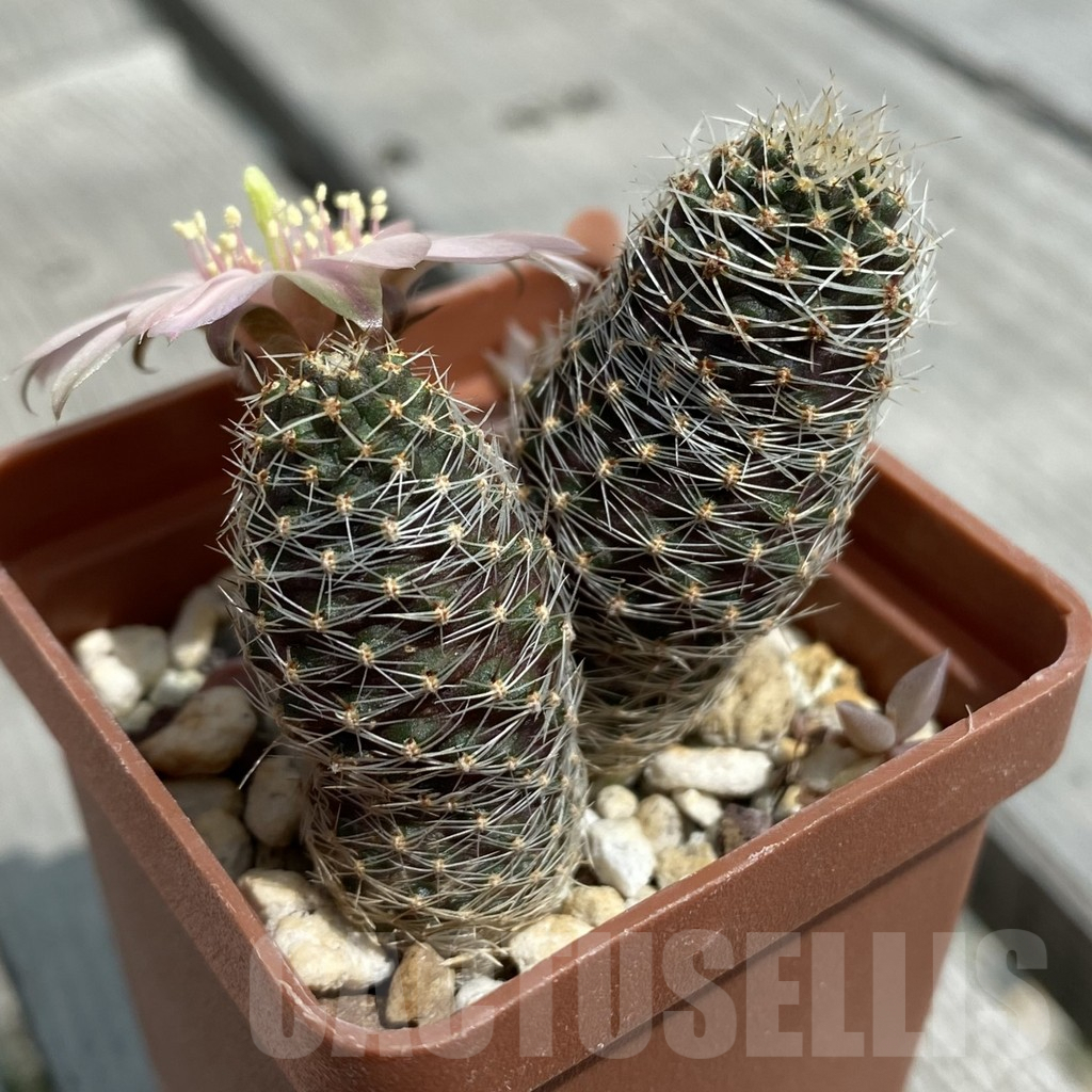 SH7875 Mediolobivia pygmaea 'haagei' v. canacruzensis SR 642 - Obrázek 2