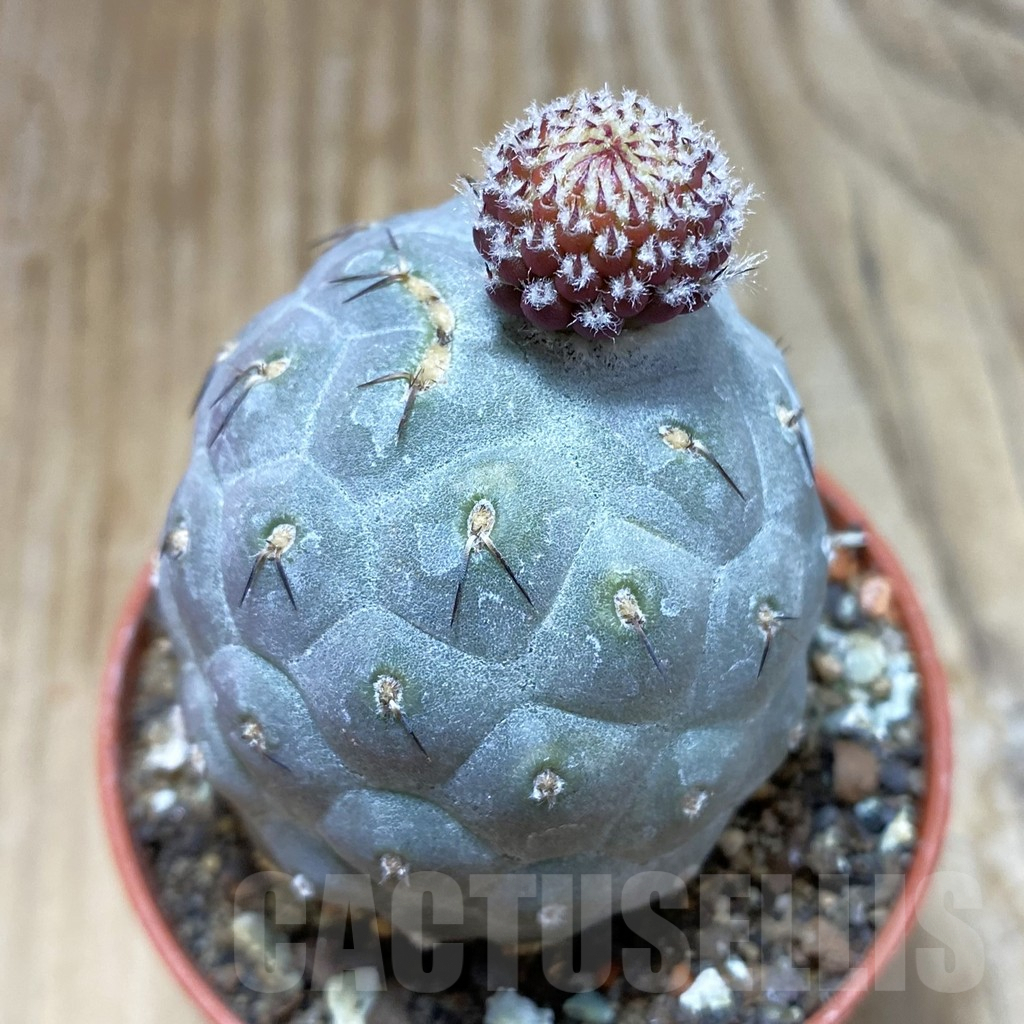 SH7882 Tephrocactus geometricus