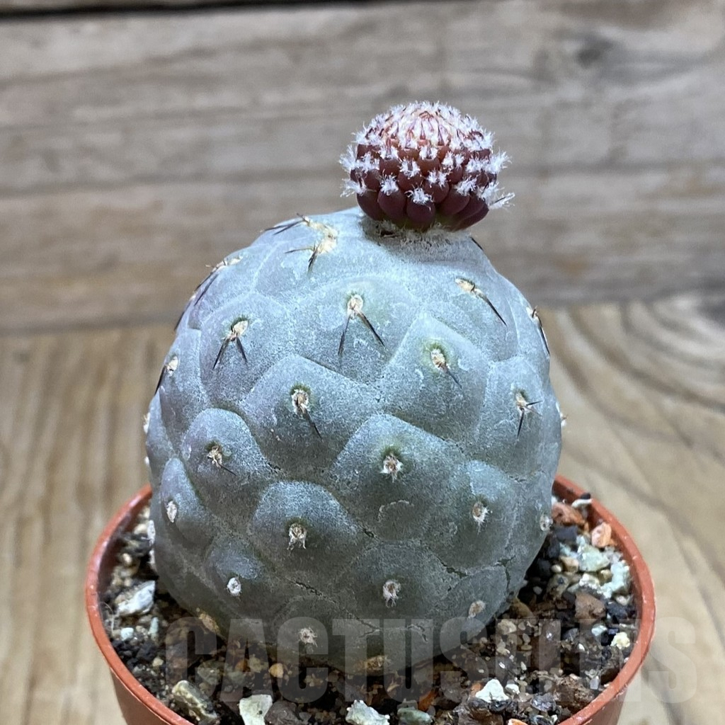 SH7882 Tephrocactus geometricus - Image 2