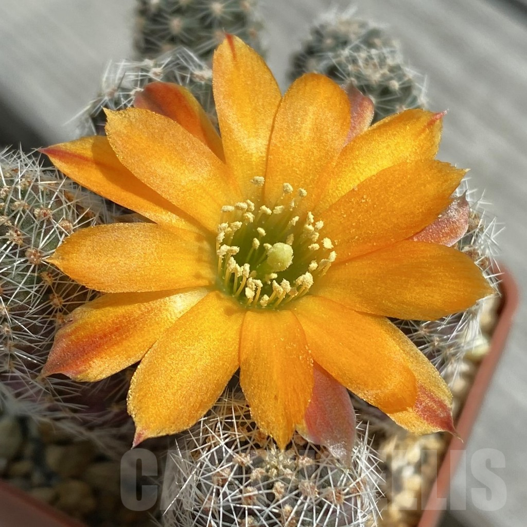 SH7874 Mediolobivia pygmaea x Mediolobivia pygmaea v. knizei 2 plants, seedling