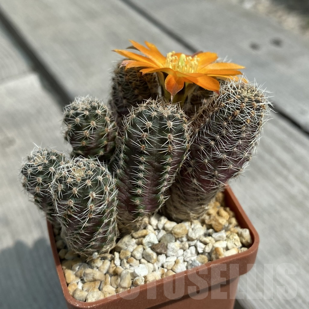 SH7874 Mediolobivia pygmaea x Mediolobivia pygmaea v. knizei 2 plants, seedling - Image 2