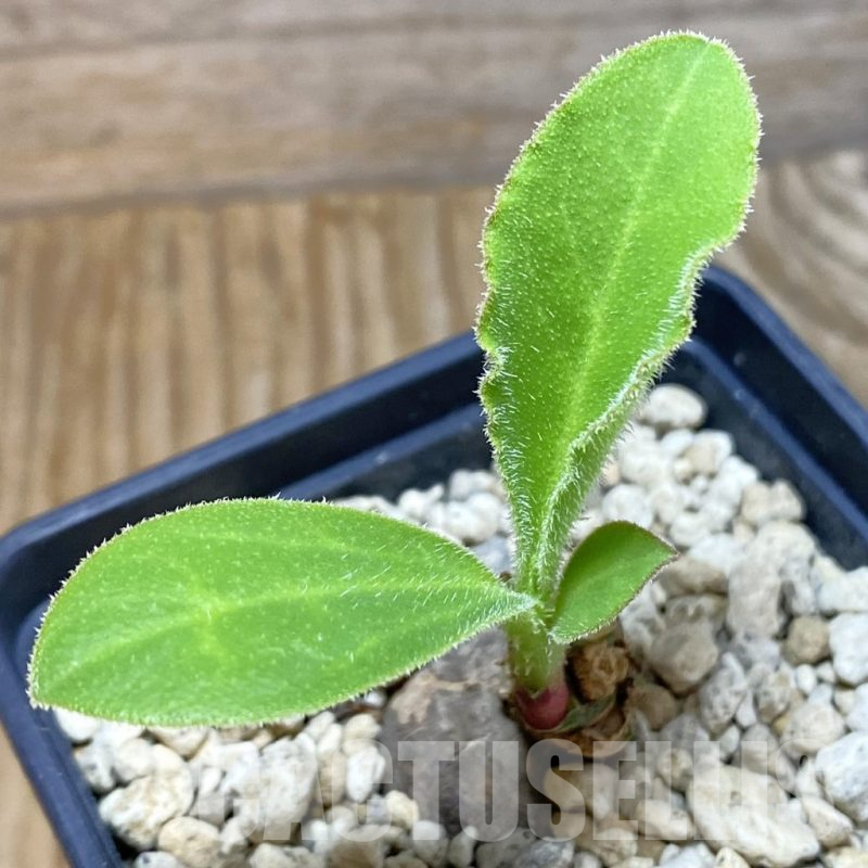 SH7891 Monadenium aff. goetzei