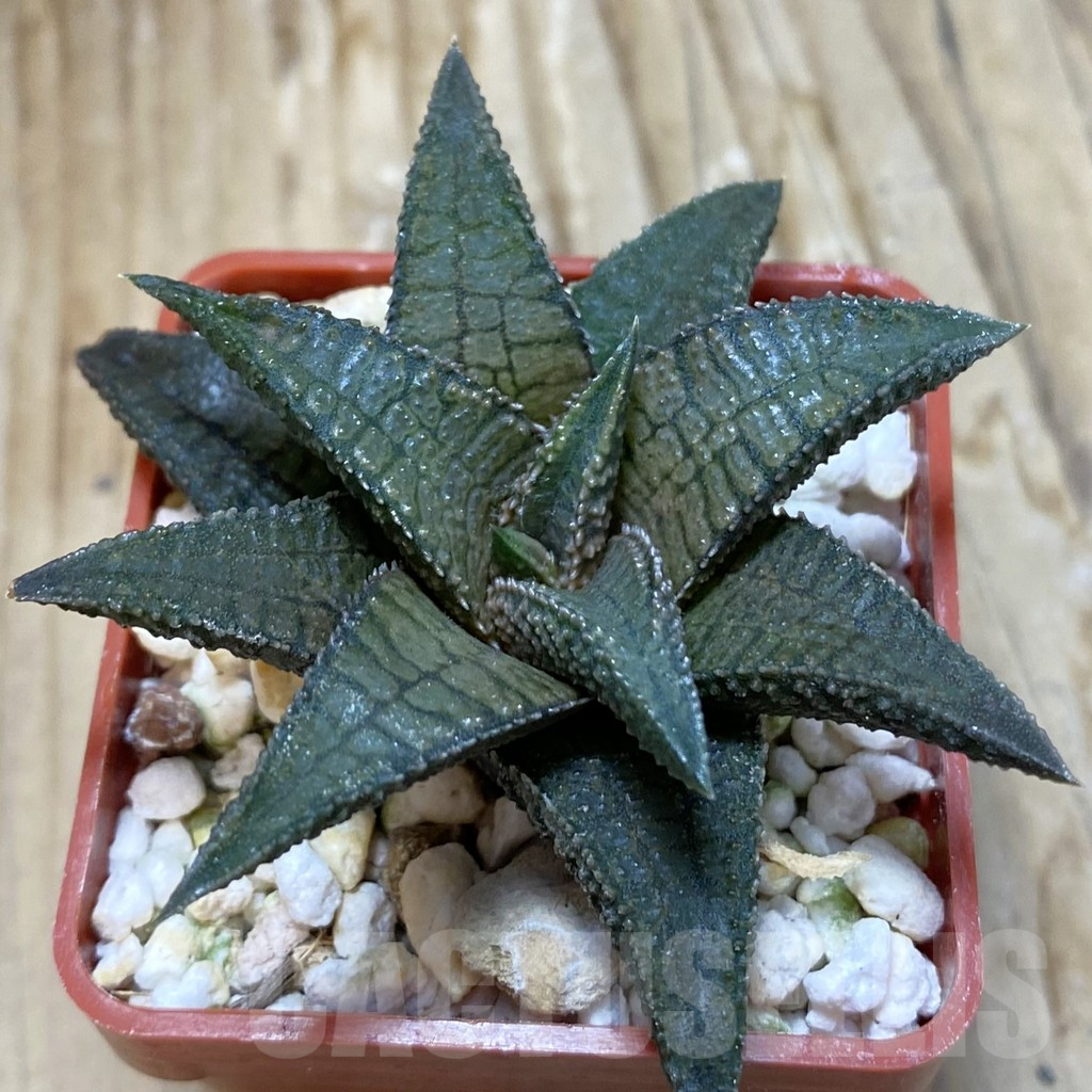 SH7897 Haworthia koelmaniorum 'Dragon King'