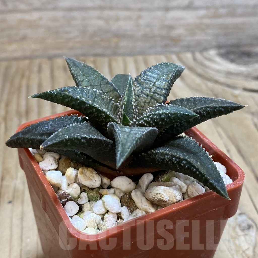 SH7897 Haworthia koelmaniorum 'Dragon King' - immagine 2