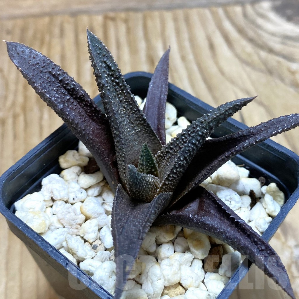 SH7898 Haworthia scabra x koelmaniorum