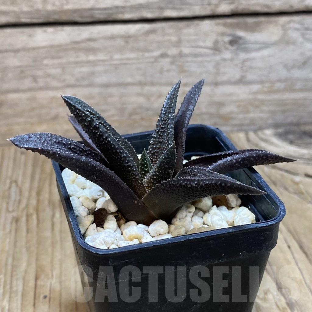 SH7898 Haworthia scabra x koelmaniorum - Image 2