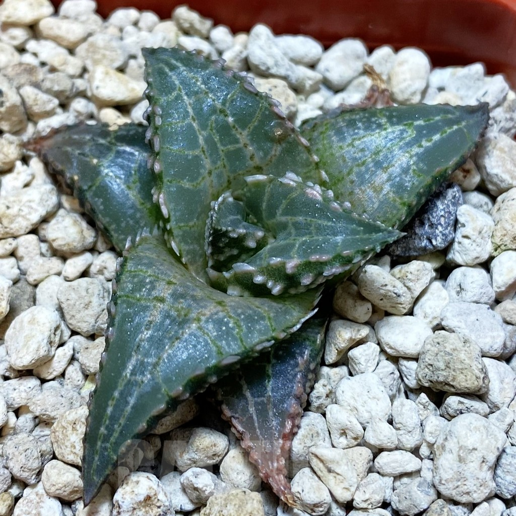 SH7899 Haworthia tessellata ‘Fang’