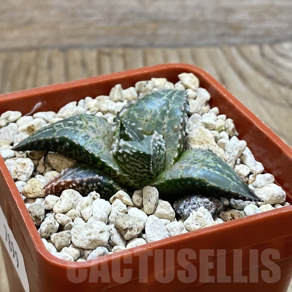 SH7899 Haworthia tessellata ‘Fang’ - Image 2