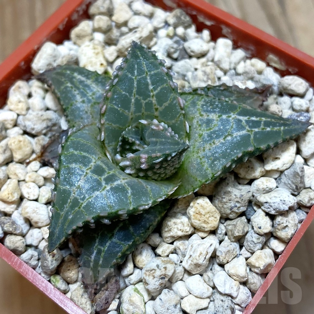 SH7900 Haworthia tessellata ‘Fang’