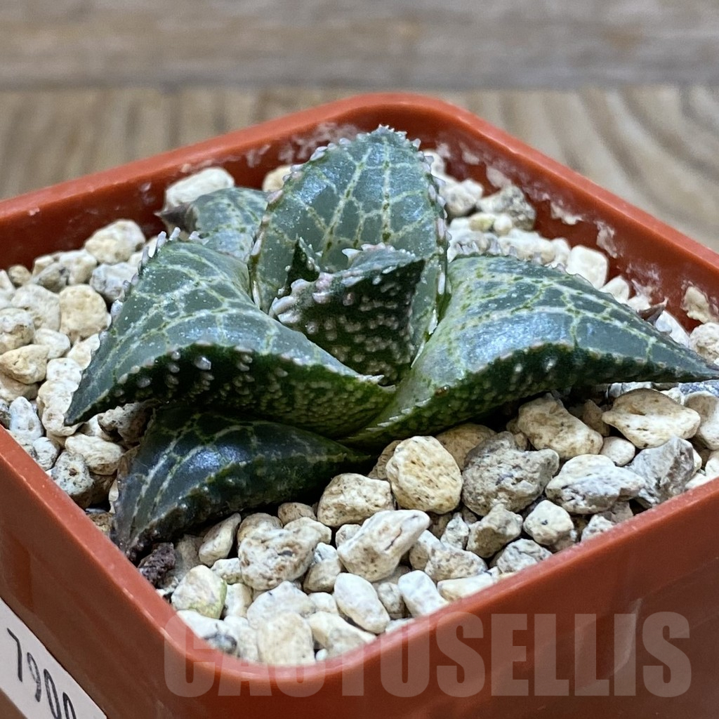 SH7900 Haworthia tessellata ‘Fang’ - Image 2