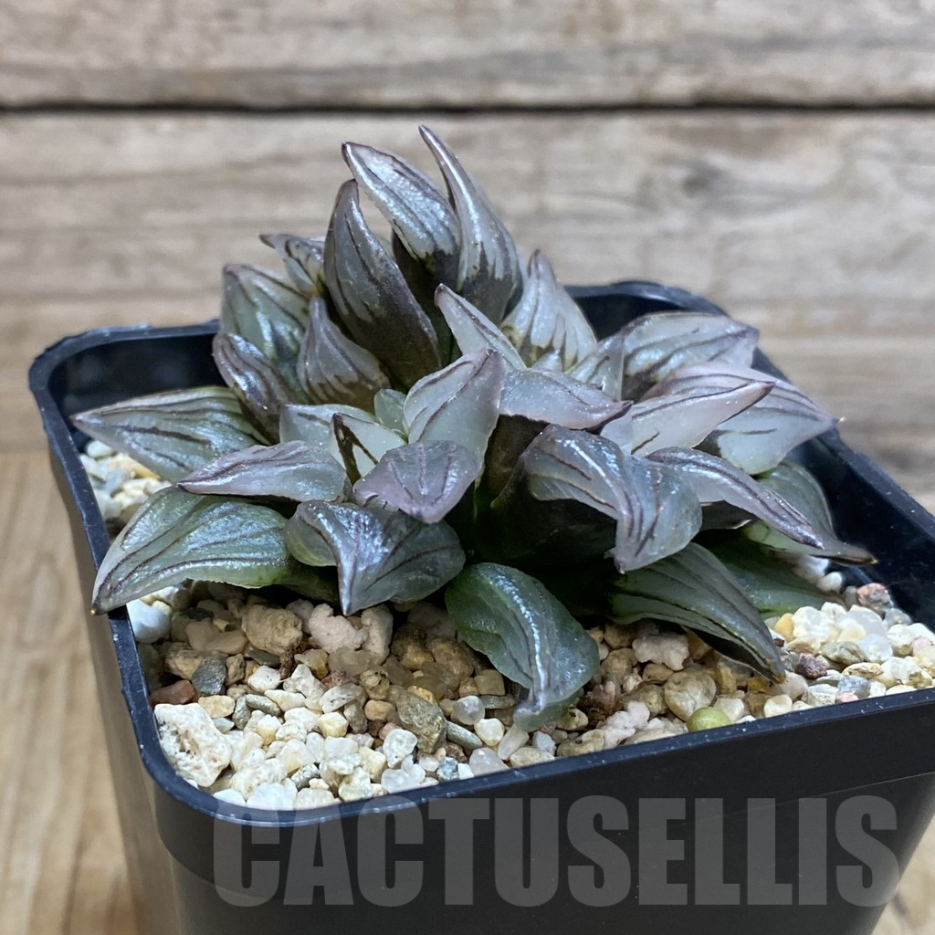 SH7901 Haworthia atrofusca ‘Watermelon’ - Image 2