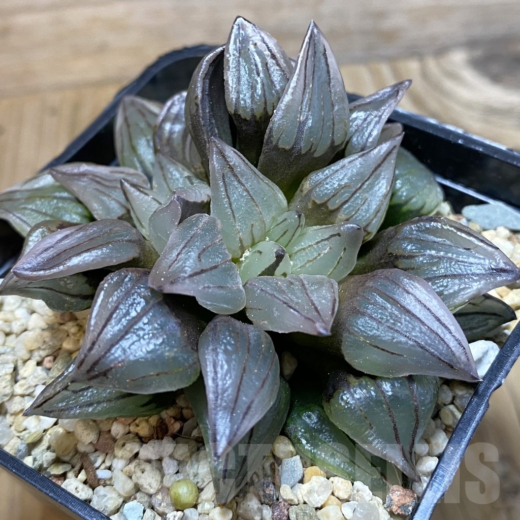 SH7901 Haworthia atrofusca ‘Watermelon’
