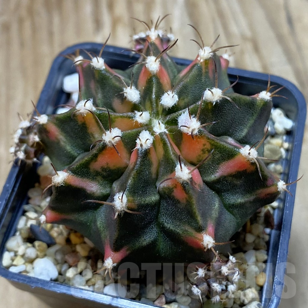 SH7983 Gymnocalycium mihanovichii f. variegata, seedling