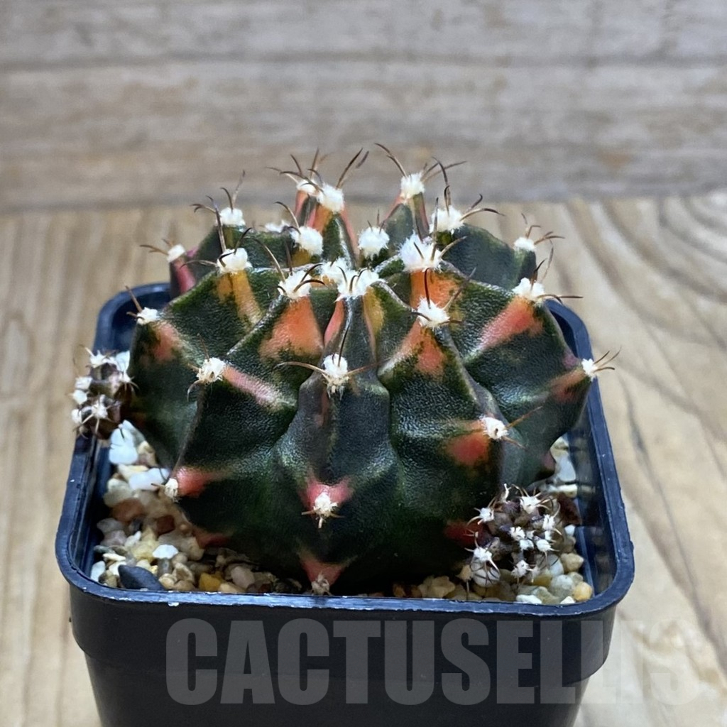 SH7983 Gymnocalycium mihanovichii f. variegata, seedling - Image 2