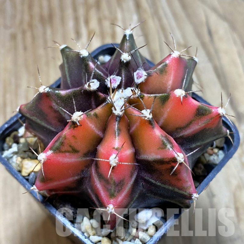 SH7984 Gymnocalycium mihanovichii f. variegata, seedling