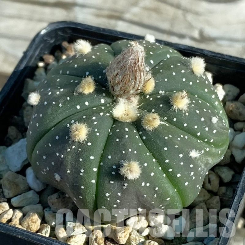 SH7941 Astrophytum asterias hybrid
